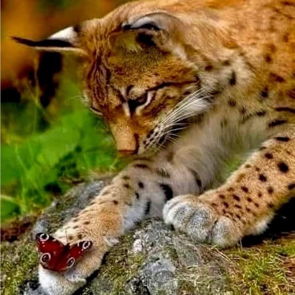 Beauty🦋 - Picture 6 of 15